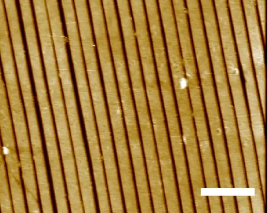 Atomic force microscopy image of a straight, regular sub-micrometre domain grating.